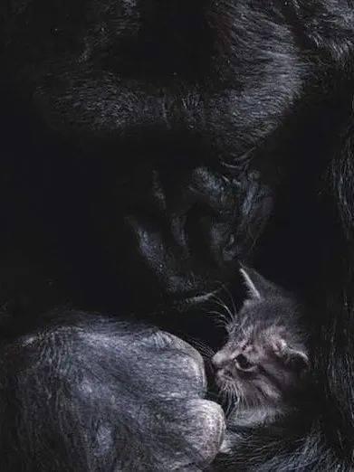 变成人类的动物视频,奇趣视频背后的真实故事