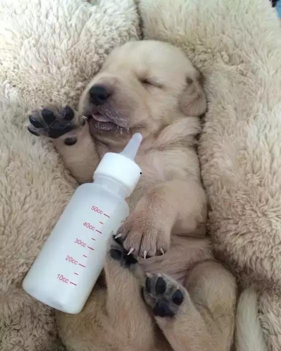 成人羊奶给狗喝好吗视频,成人羊奶对狗狗的适宜性探讨