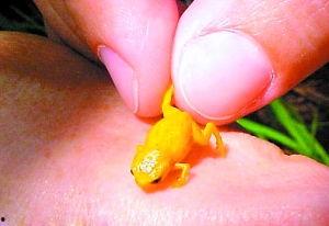 成人大拇指甲视频,视频解析与知识分享